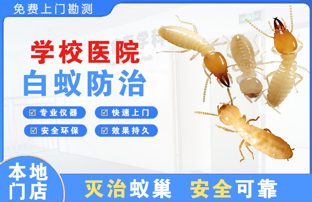 邳州学校医院白蚁防治