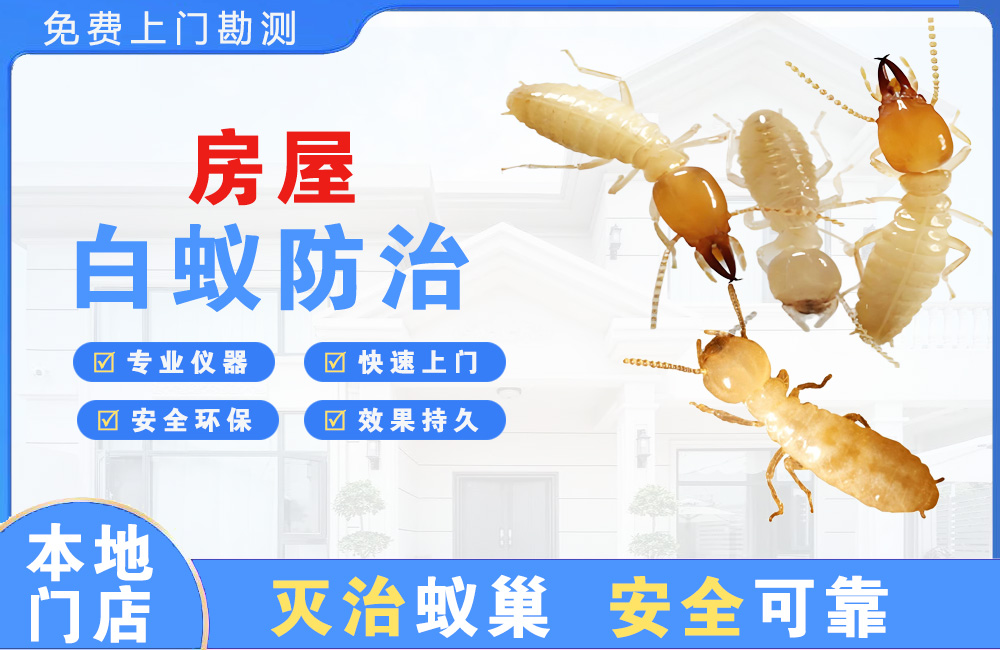 邳州房屋白蚁防治